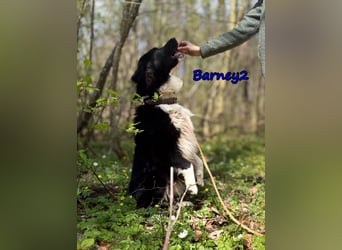 Barney2 geb. 02/2025 (in Deutschland) - loyaler Herdenschutzhund sucht Rassekenner!