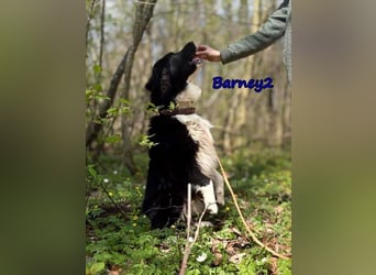 Barney2 geb. 02/2025 (in Deutschland) - loyaler Herdenschutzhund sucht Rassekenner!