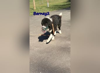 Barney2 geb. 02/2025 (in Deutschland) - loyaler Herdenschutzhund sucht Rassekenner!