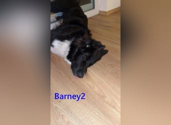 Barney2 geb. 02/2025 (in Deutschland) - loyaler Herdenschutzhund sucht Rassekenner!