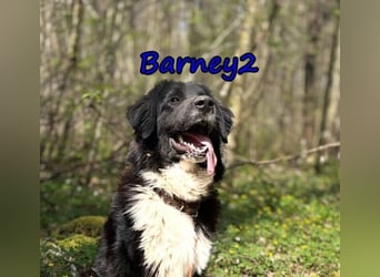 Barney2 geb. 02/2025 (in Deutschland) - loyaler Herdenschutzhund sucht Rassekenner!