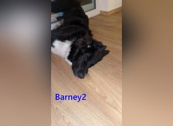 Barney2 geb. 02/2025 (in Deutschland) - loyaler Herdenschutzhund sucht Rassekenner!