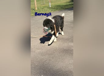 Barney2 geb. 02/2025 (in Deutschland) - loyaler Herdenschutzhund sucht Rassekenner!