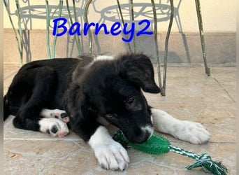 Barney2 geb. 02/2025 (in Deutschland) - loyaler Herdenschutzhund sucht Rassekenner!