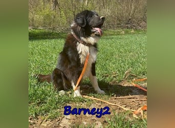 Barney2 geb. 02/2025 (in Deutschland) - loyaler Herdenschutzhund sucht Rassekenner!