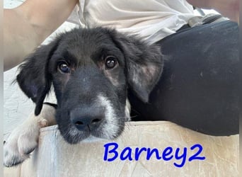 Barney2 geb. 02/2025 (in Deutschland) - loyaler Herdenschutzhund sucht Rassekenner!
