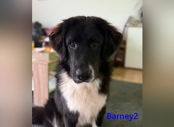 Barney2 geb. 02/2025 (in Deutschland) - loyaler Herdenschutzhund sucht Rassekenner!