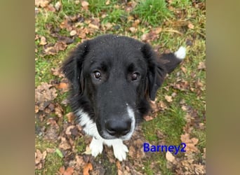 Barney2 geb. 02/2025 (in Deutschland) - loyaler Herdenschutzhund sucht Rassekenner!