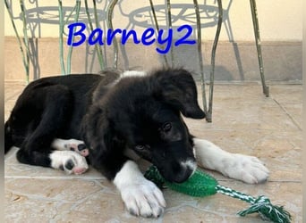 Barney2 geb. 02/2025 (in Deutschland) - loyaler Herdenschutzhund sucht Rassekenner!