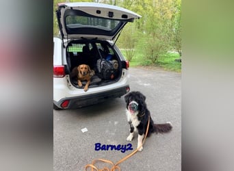 Barney2 geb. 02/2025 (in Deutschland) - loyaler Herdenschutzhund sucht Rassekenner!