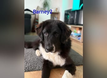 Barney2 geb. 02/2025 (in Deutschland) - loyaler Herdenschutzhund sucht Rassekenner!