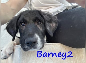 Barney2 geb. 02/2025 (in Deutschland) - loyaler Herdenschutzhund sucht Rassekenner!