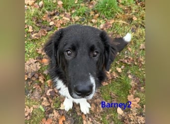Barney2 geb. 02/2025 (in Deutschland) - loyaler Herdenschutzhund sucht Rassekenner!