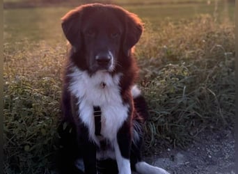 Barney2 geb. 02/2025 (in Deutschland) - loyaler Herdenschutzhund sucht Rassekenner!