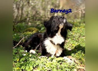 Barney2 geb. 02/2025 (in Deutschland) - loyaler Herdenschutzhund sucht Rassekenner!