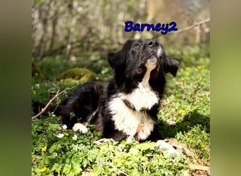 Barney2 geb. 02/2025 (in Deutschland) - loyaler Herdenschutzhund sucht Rassekenner!