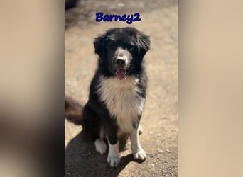 Barney2 geb. 02/2025 (in Deutschland) - loyaler Herdenschutzhund sucht Rassekenner!