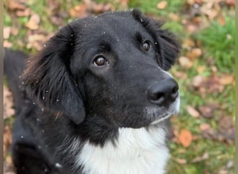 Barney2 geb. 02/2025 (in Deutschland) - loyaler Herdenschutzhund sucht Rassekenner!