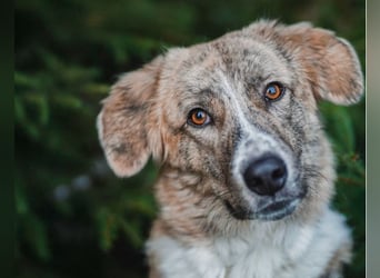 Mali, menschenbezogen, katzenverträglich
