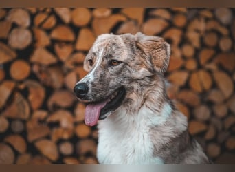 Mali, menschenbezogen, katzenverträglich