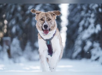 Mali, menschenbezogen, katzenverträglich