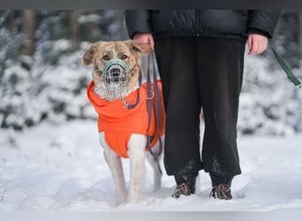 Mali, menschenbezogen, katzenverträglich