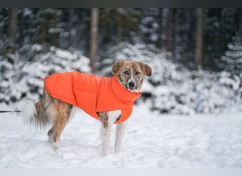 Mali, menschenbezogen, katzenverträglich