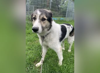 Olive ❤️ liebe Hündin sucht ihren Platz