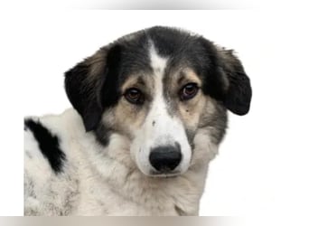 Olive ❤️ liebe Hündin sucht ihren Platz