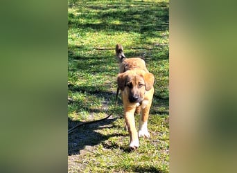 Josef, 5 Monate, sozial, sehr menschenbezogen