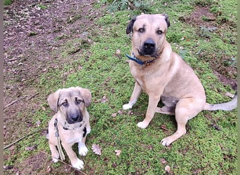 Josef, 5 Monate, sozial, sehr menschenbezogen