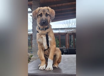 Josef, 5 Monate, sozial, sehr menschenbezogen