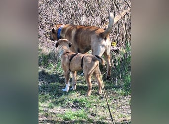 Josef, 5 Monate, sozial, sehr menschenbezogen