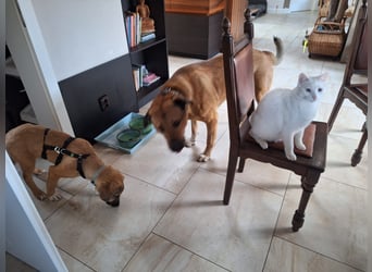 Josef, 5 Monate, sozial, sehr menschenbezogen