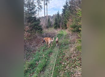 Josef, 5 Monate, sozial, sehr menschenbezogen