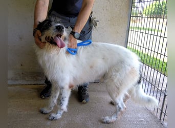 Bahul - Leider, leider, leider....