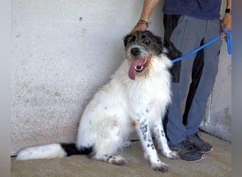 Bahul - Leider, leider, leider....