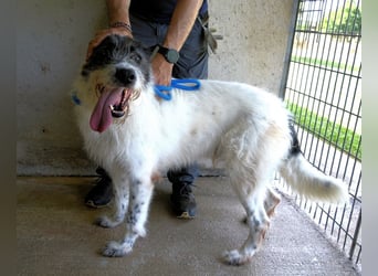 Bahul - Leider, leider, leider....