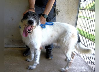 Bahul - Leider, leider, leider....