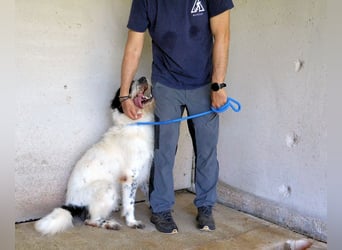 Bahul - Leider, leider, leider....