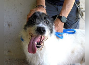 Bahul - Leider, leider, leider....