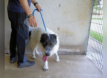 Bahul - Leider, leider, leider....