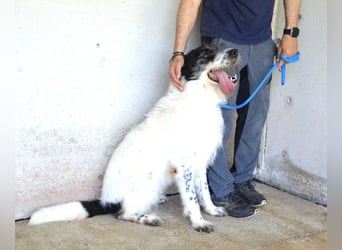 Bahul - Leider, leider, leider....