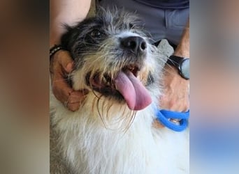 Bahul - Leider, leider, leider....