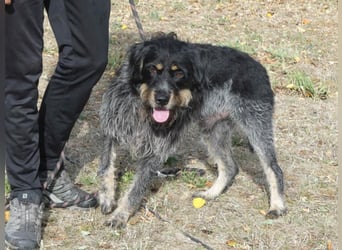 Aaron sehr schoner Griffon mix in Poitiers