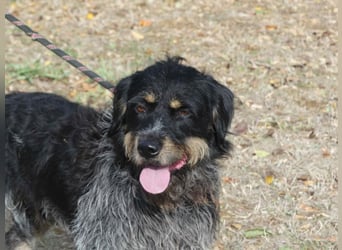 Aaron sehr schoner Griffon mix in Poitiers