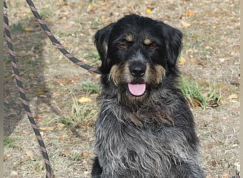 Aaron sehr schoner Griffon mix in Poitiers