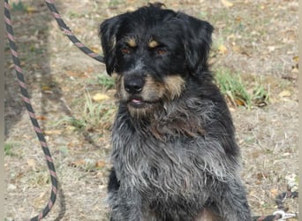 Aaron sehr schoner Griffon mix in Poitiers