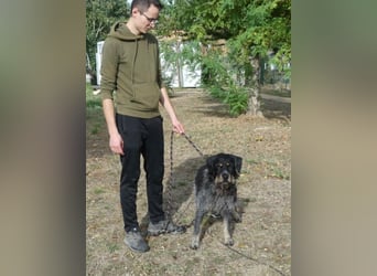 Aaron sehr schoner Griffon mix in Poitiers