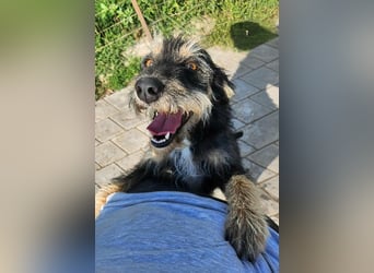 ISIS - Gerettet aus Horror Tötung Slatina, 2022